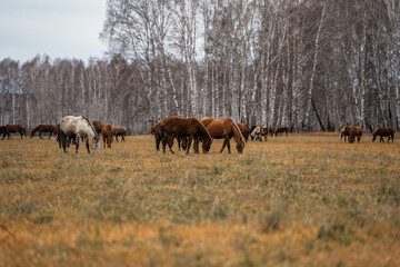 A herd of horses grazes on a large field. Autumn grazing of horses against the background of birch forest