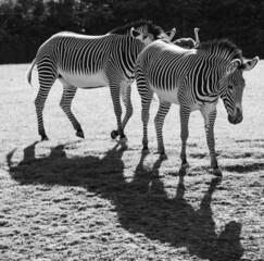 Fototapeta na wymiar Zebra Couple 