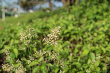 the inflorescence of a flowering orchard grass