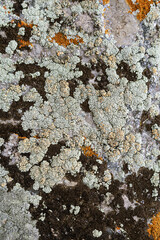 Natural environment, textured stone with bright yellow moss and lichen, close up background in nature.