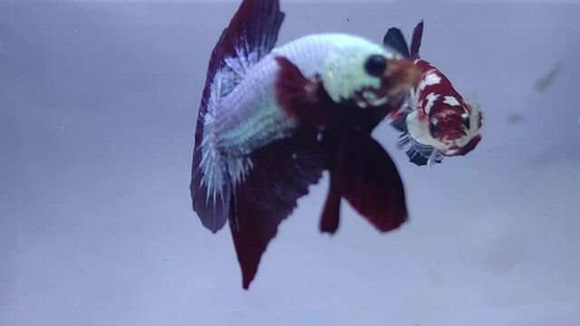 Betta fish movement or angry betta fish looking at other betta fish in fresh water landscape. Bettas are a species in the gourami family, which are popular in the aquarium trade
