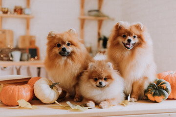 family of three small red furry spitz cute posing lying among pumpkins on a wooden surface. three dogs are sitting in the autumn kitchen. pet products. space for text. High quality photo