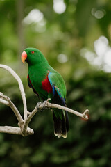 blue and green macaw