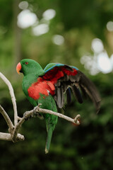 red and green macaw
