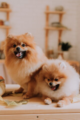 closeup of two cute little red furry spitz lying on the wooden floor in the room. pet products. warm autumn concept. High quality photo