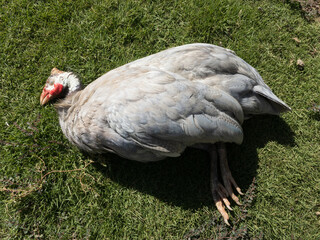 Sick Guinea fowl died in a grass