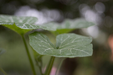 green vegetables in organic garden  isolated blurred background.