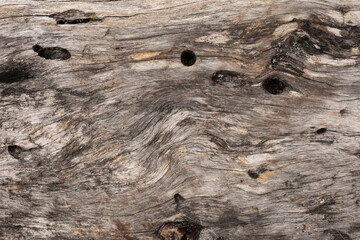 Gray wood wood texture. Old bark background with stripes and bug holes.