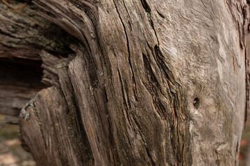 Gray wood wood texture. Old bark background with stripes and bug holes.