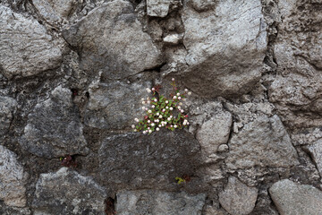 moss on stone