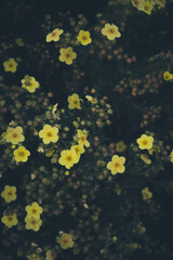 Fototapeta na wymiar Little yellow flowers 