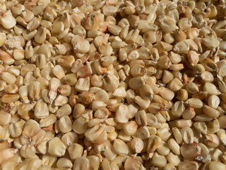 White maize grains or organic maize seeds