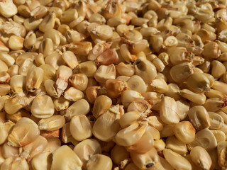 Maize grains harvested from corns