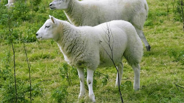 Close up of a sheep in a green field in England. Two white, fluffy sheep graze in agricultural land on a sunny day.