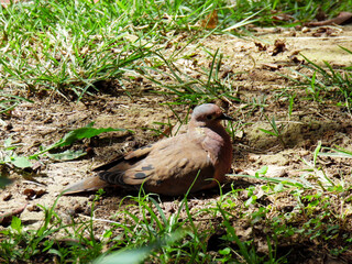 Pigeon perches on the grass
