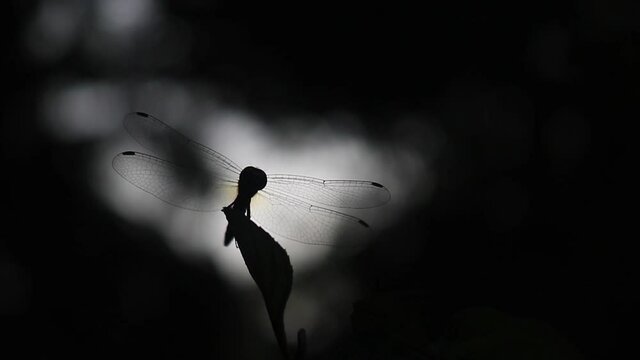 Dragonfly hovers around leaf in a beautiful silhouette - Bangladesh