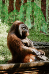 orangutan portrait