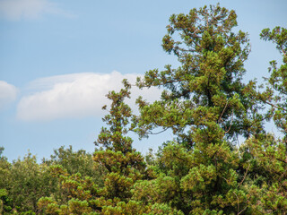 公園の樹木と青空に浮かぶ雲
