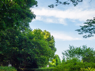 公園の樹木と青空と雲