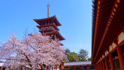 春の奈良　薬師寺　西塔と桜花