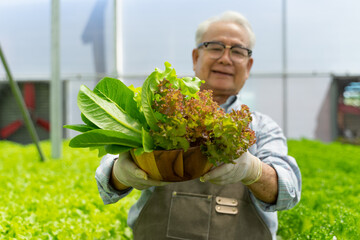 Asian senior farmer showing vegetables from hydroponics farm. Hydroponics, Organic fresh harvested...