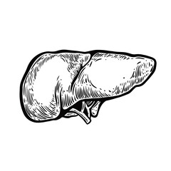 Liver medicine illustration. Hand drawn black color engraving style.