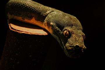 portrait of a python