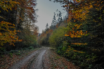 Autumn colored leaves glowing in sunlight in avenue of beech trees 