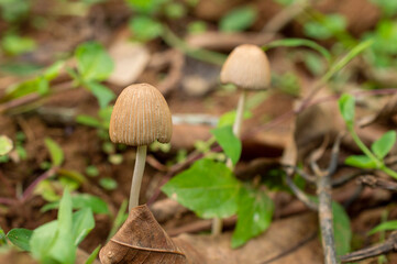 Mushroom in focus
