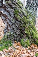 The old tree trunk was covered with green moss. Natural pattern and texture.