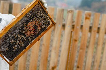 Bee keeper lifting shelf out of hive 