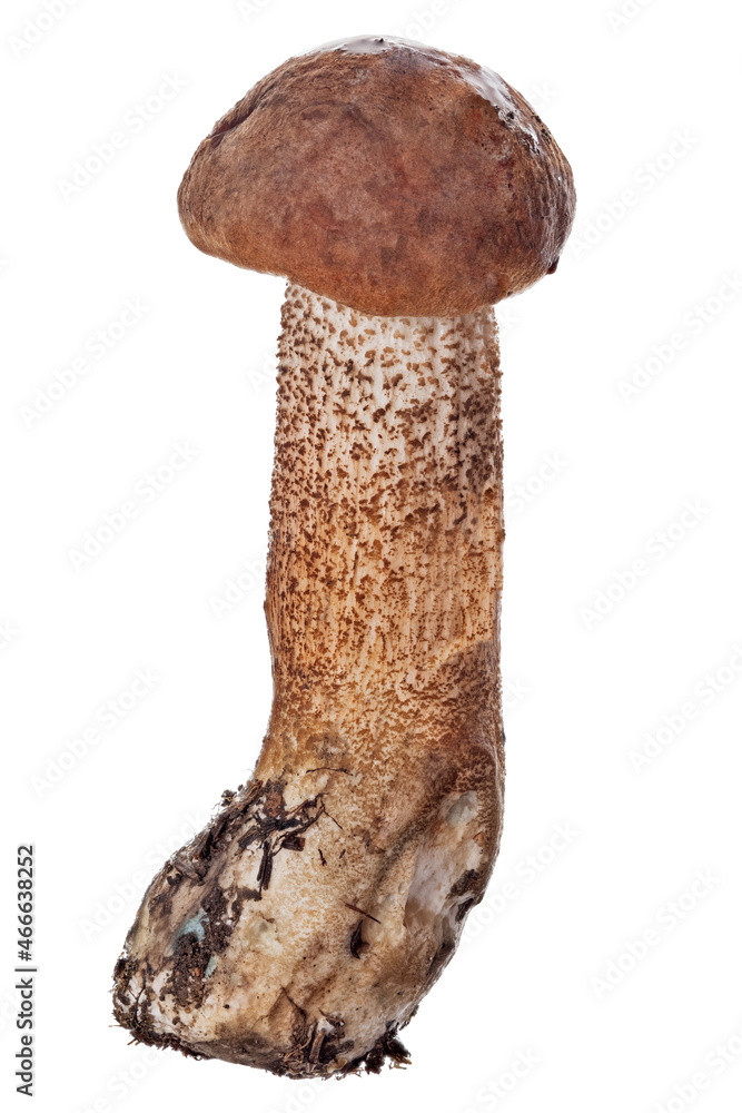 Poster isolated leccinum with smal dark red cap