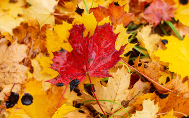 Fototapeta na wymiar i colori delle foglie dell'autunno