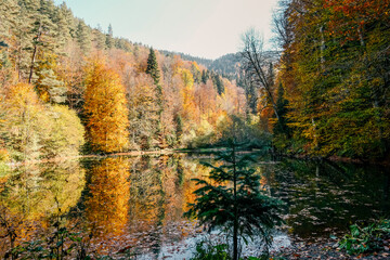 Autumn colored trees reflecting in water