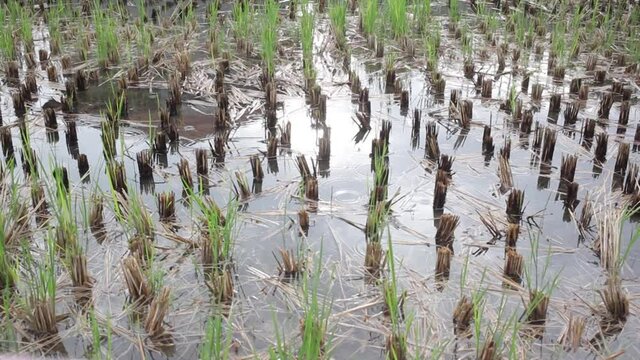 Rain drops on puddles of green paddy rice farmland