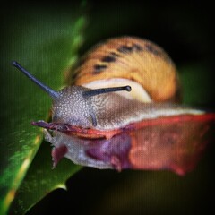 close up of a garden snail on a aloe vera