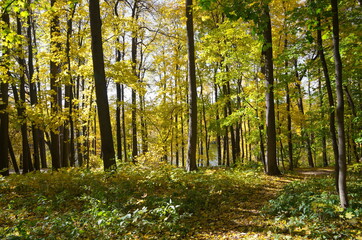 Naklejka premium Tsaritsyno Autumn Park in Moscow, Russia