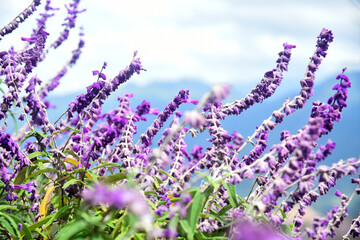 Purple flowers of Mexican bush sage on a blurred blue and white background