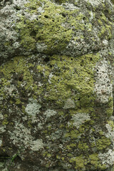 algae and other plant life on rocks at a lakes edge