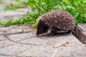 A young hedgehog looking for food on the tiles outside.