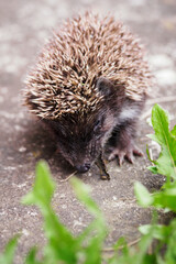 A young hedgehog behind the grass eating a dry slug on tiles.