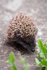 A young hedgehog behind the grass eating a dry slug on tiles.