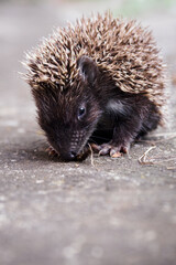A young hedgehog eating a dry slug on tiles.