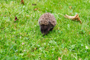 A young hedgehog on the lawn.