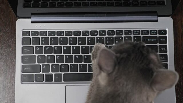Grey fluffy kitten has fun and uses paws to press buttons on laptop keyboard standing on wooden desk and interfering work of busy owner closeup.