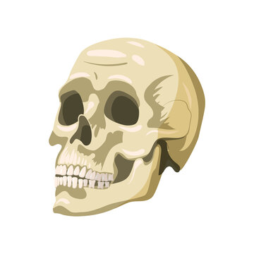 Skull human, magic symbol, anatomically organ body part. Vector illustration cartoon style