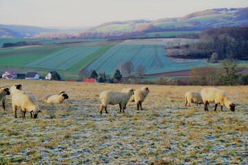 Schafe auf Weide im Winter