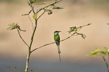 bee eater perched on a branch