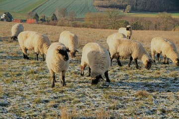 Schafherde auf Weide im Winter