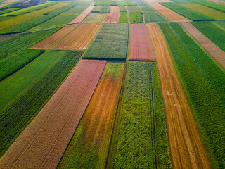 Colorful Plants in Agriculture Fields Drone View